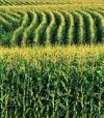 Corn